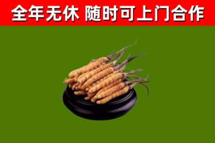 天涯回收冬虫夏草