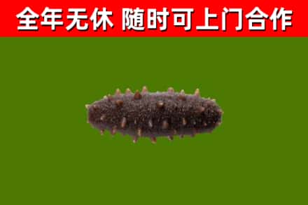 天涯回收海参干
